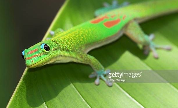 A green gecko on a leaf. https://www.gettyimages.com/photos/gecko?phrase=gecko&sort=mostpopular