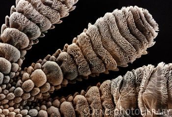 A close-up view of the bottom of a gecko foot, with the microscopic hairs visible.