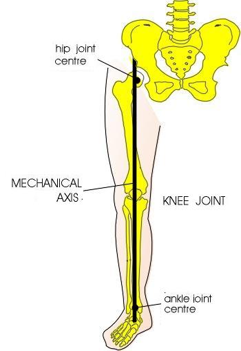 Simplified anatomical figure of a leg that shows hip, knee, and ankle joints 
