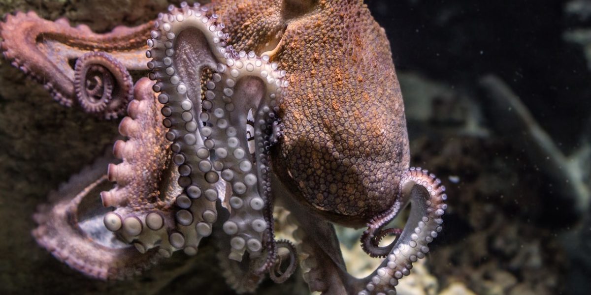 Nine Brains Are Better Than One: An Octopus’ Nervous System