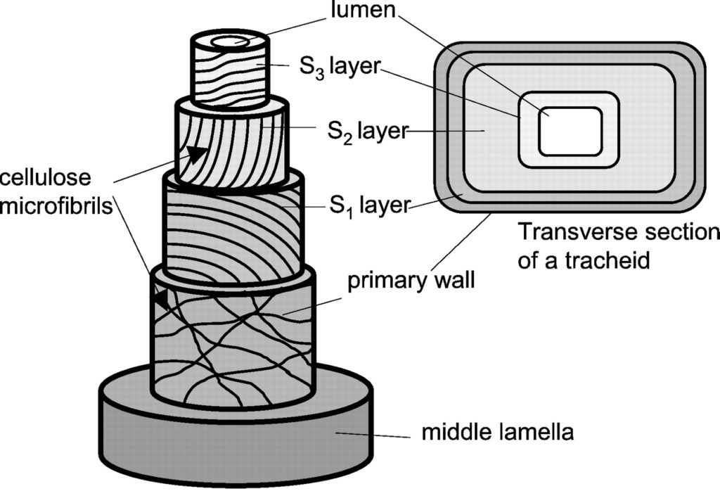 Diagram of the layers of the cell wall from outside to inside: middle lamella, primary wall, S1 layer, S2 layer, S3 layer, and lumen.