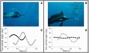 Side by Side comparison of Sailfish swimming with and without sail