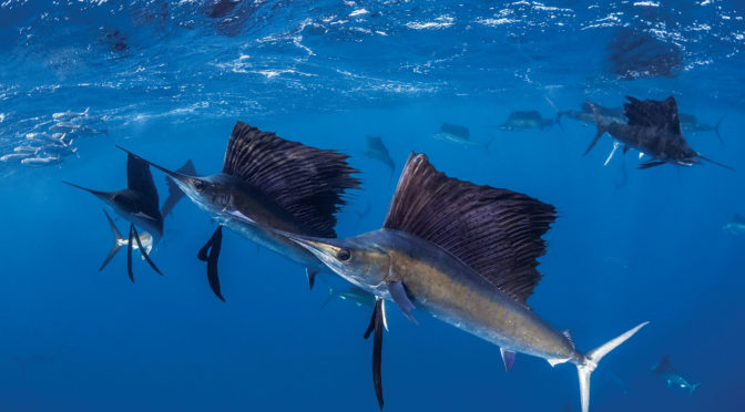 Swimming Fast and Slow: What We Know About the Sailfish’s Iconic Fin