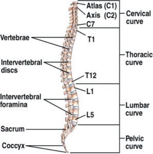 Top Gun Trauma: the Effects of Ejecting From a Fighter Jet on the Spine ...