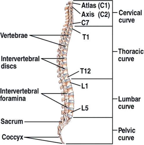 Anatomy of the spine