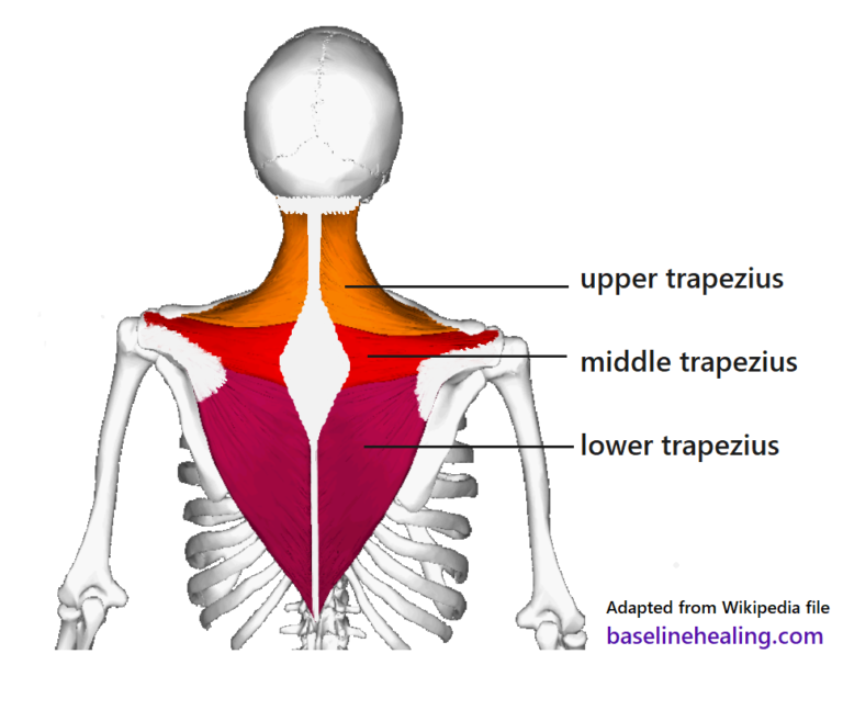 impact-biomechanics-in-the-wild