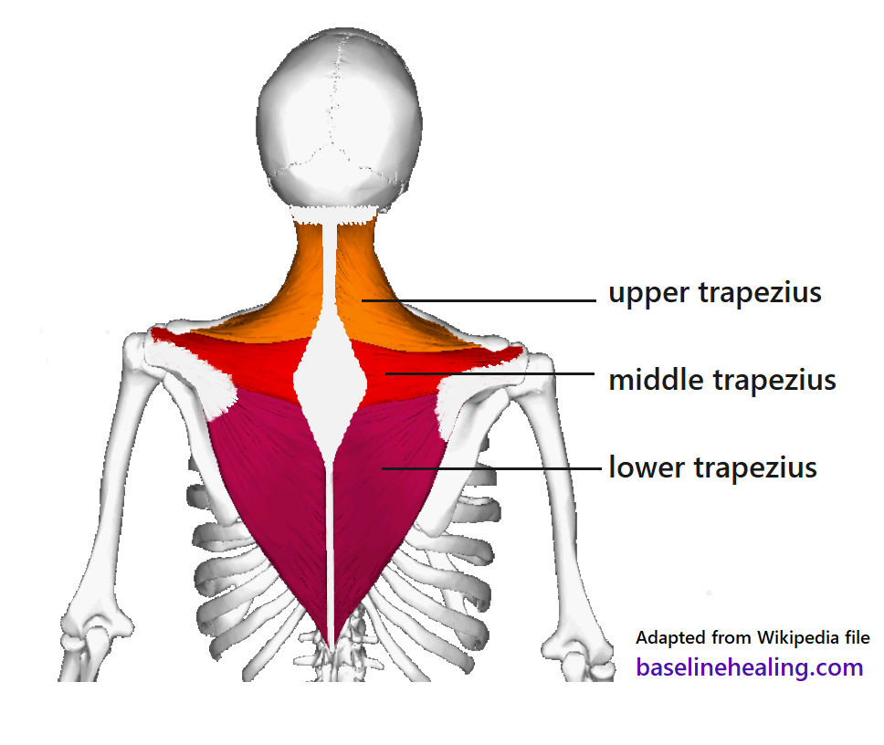 Sections of the trapezius muscle, upper or superior in orange, middle in red, and lower in fuchsia 