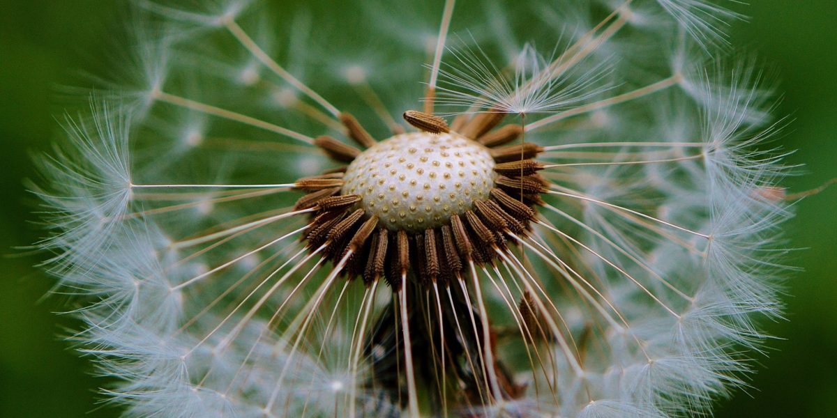 Innovative plant: How does the dandelion drift its seeds?