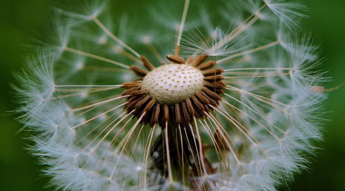 Innovative plant: How does the dandelion drift its seeds?