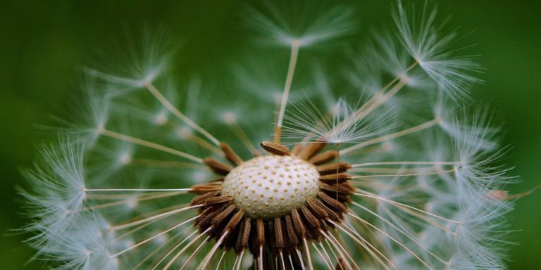 Innovative plant: How does the dandelion drift its seeds ...