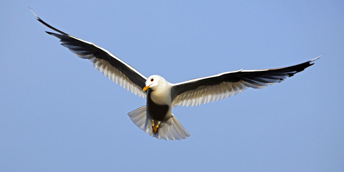 bird in flight