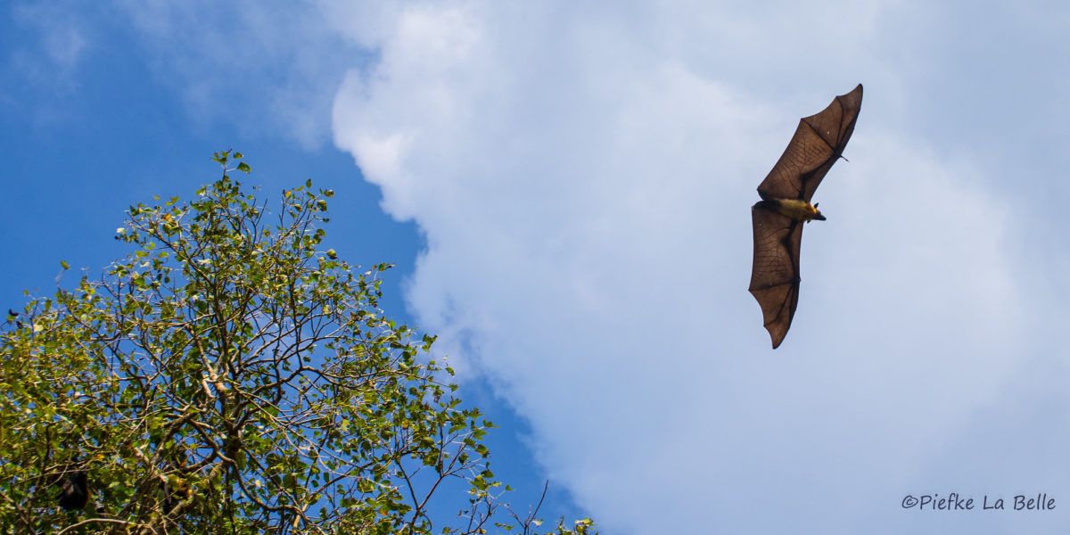 Bat Flight Inspired Flapping Wing Robots Design