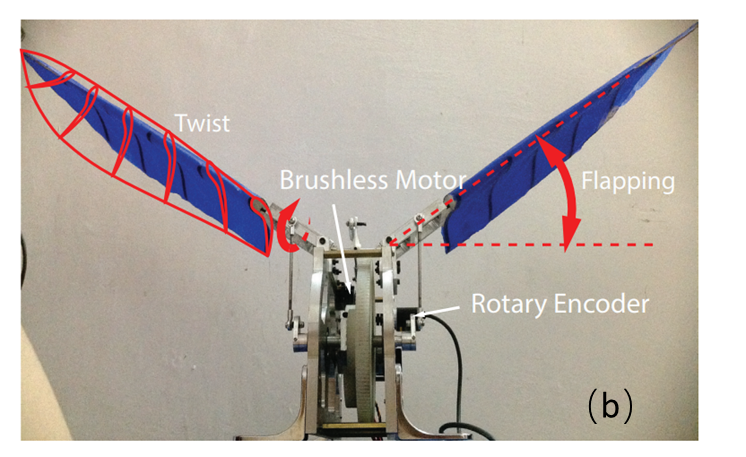 Front view of the physical model that produces flapping and twisting motions. 