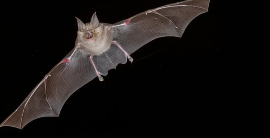 Bat flying with its wings extended. 