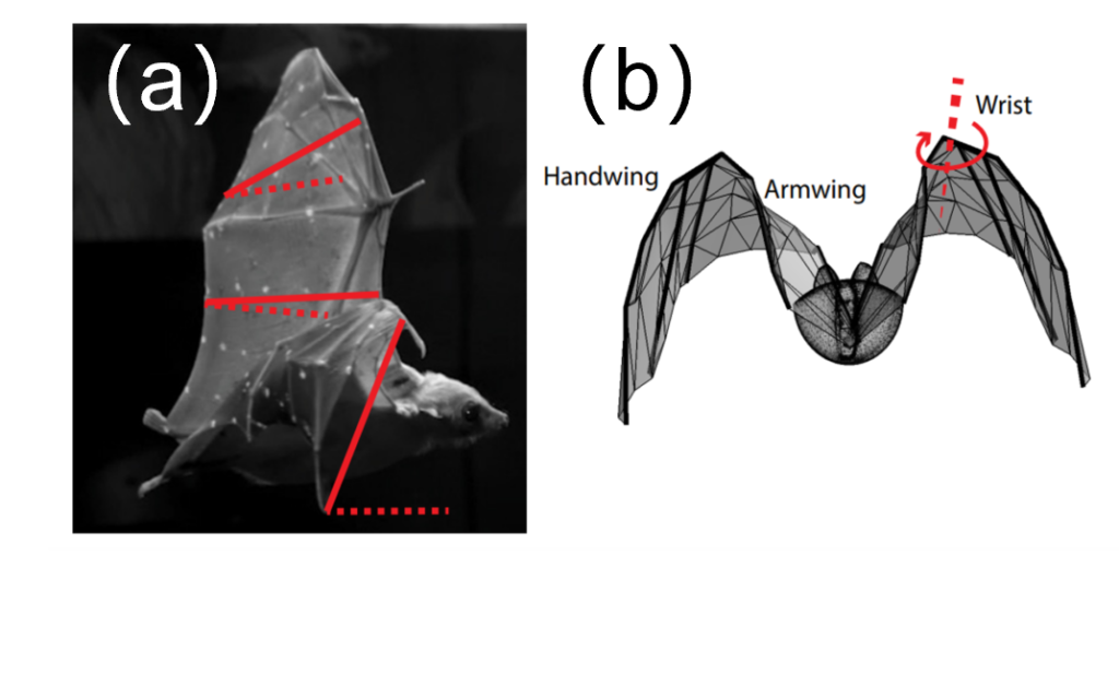 Drawings of bat wings while twisting and folding of both live animal bat wings and a 3D reconstructed bat wing model. 