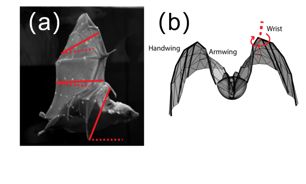 folded bat wings