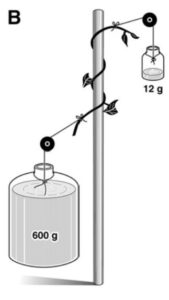 A diagram of the tension test is shown. A vine is wrapped around a cylindrical support structure, with a jar labeled to be holding 12 grams of water tied to the top and a jar labeled to be holding 600 grams of water tied to the bottom.
