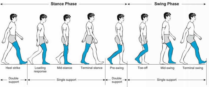 An image showing the gait cycle of the leg swinging forward and stepping.