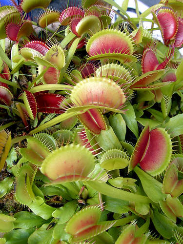 Secrets of the Rapid Snapping Mechanism of a Venus Fly Trap