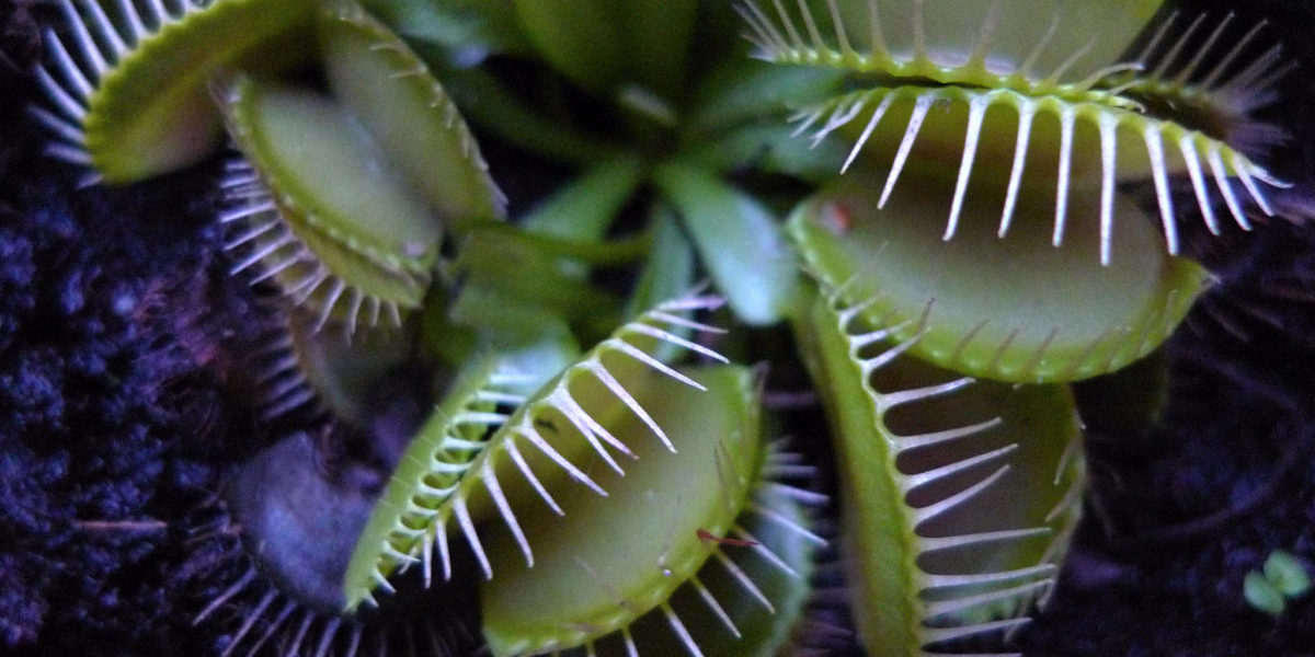 Secrets of the Rapid Snapping Mechanism of a Venus Fly Trap