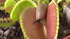 GIF of a slug being eaten by a Venus Fly Trap