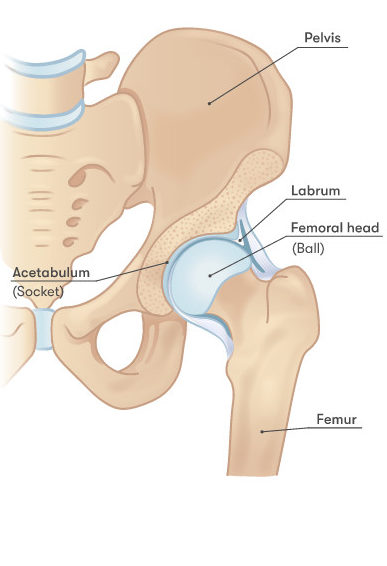 Image of the anatomy of the hip.