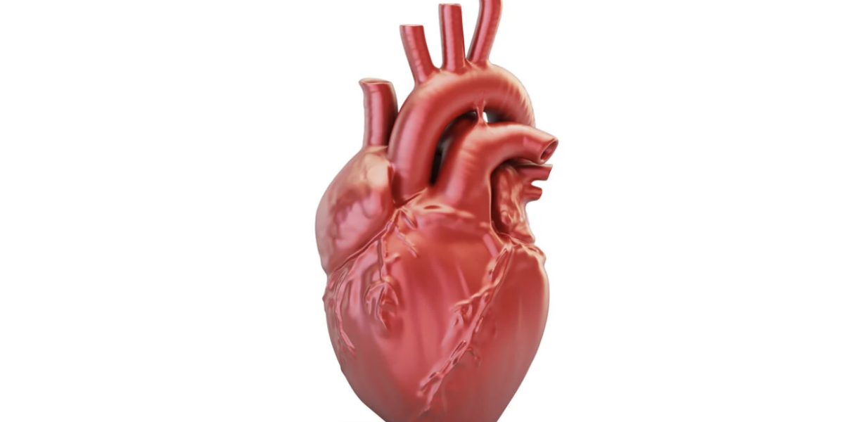 Image of anatomical heart