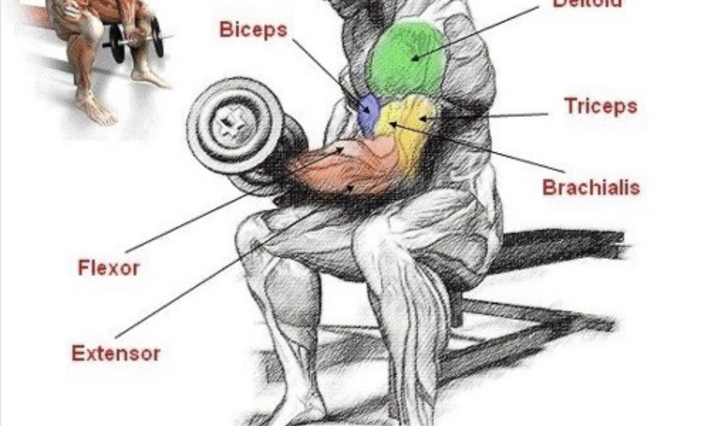 Image of body with labeled muscles during weightlifting.
