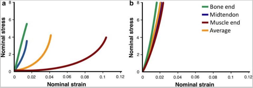 Two stress strain curves depicting the elasticity of a healthy tendon and a tendon that has been rested for five weeks and is thus much stiffer. The rested and stiffened tendon incurs greater stress for less strain than the healthy tendon.