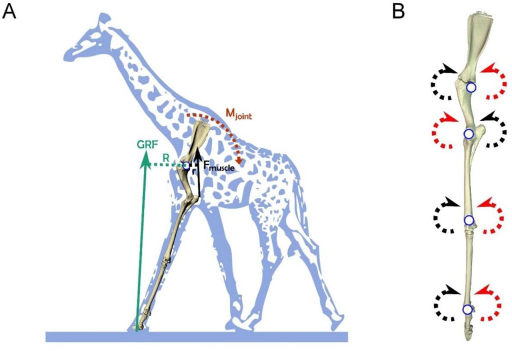 Free body diagram of a giraffe's shoulder joint