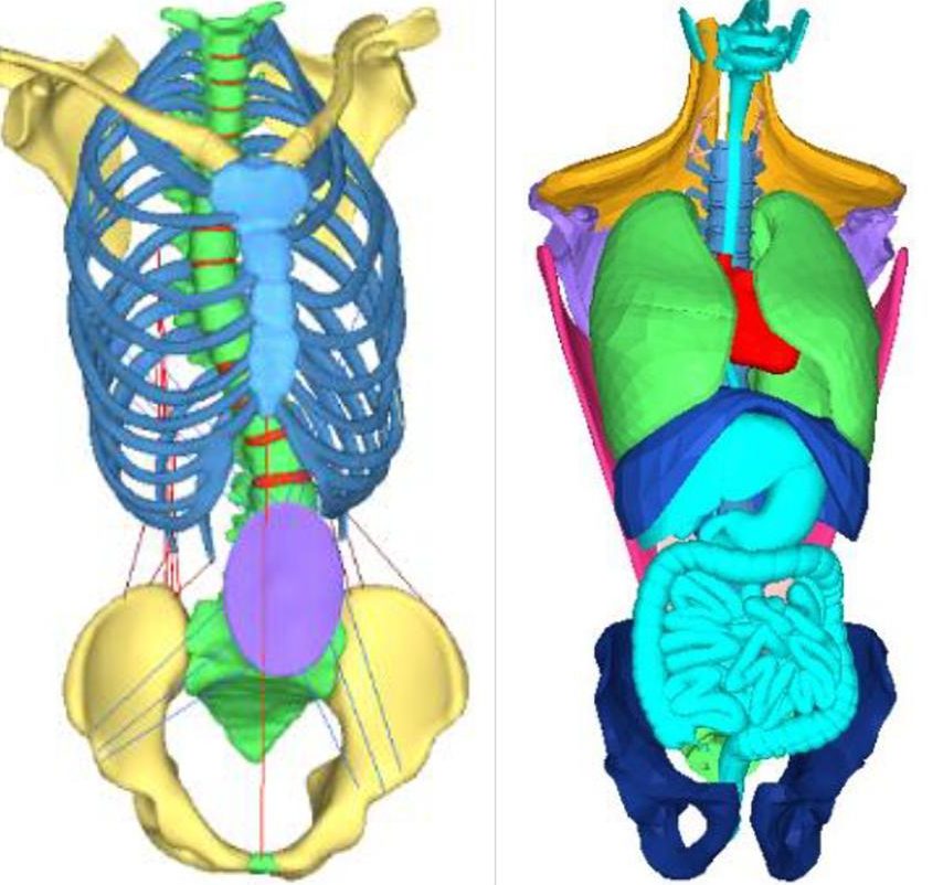 3D reconstructed model of the spine, ribs, hips, shoulders, and internal organs. 