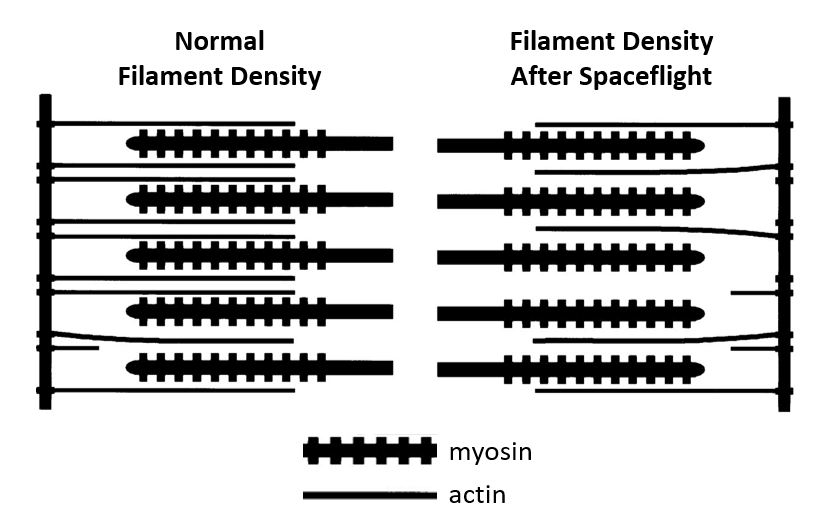 Schematic comparing normal muscle filament density to filament density after spaceflight. After spaceflight, there are fewer actin filaments present.