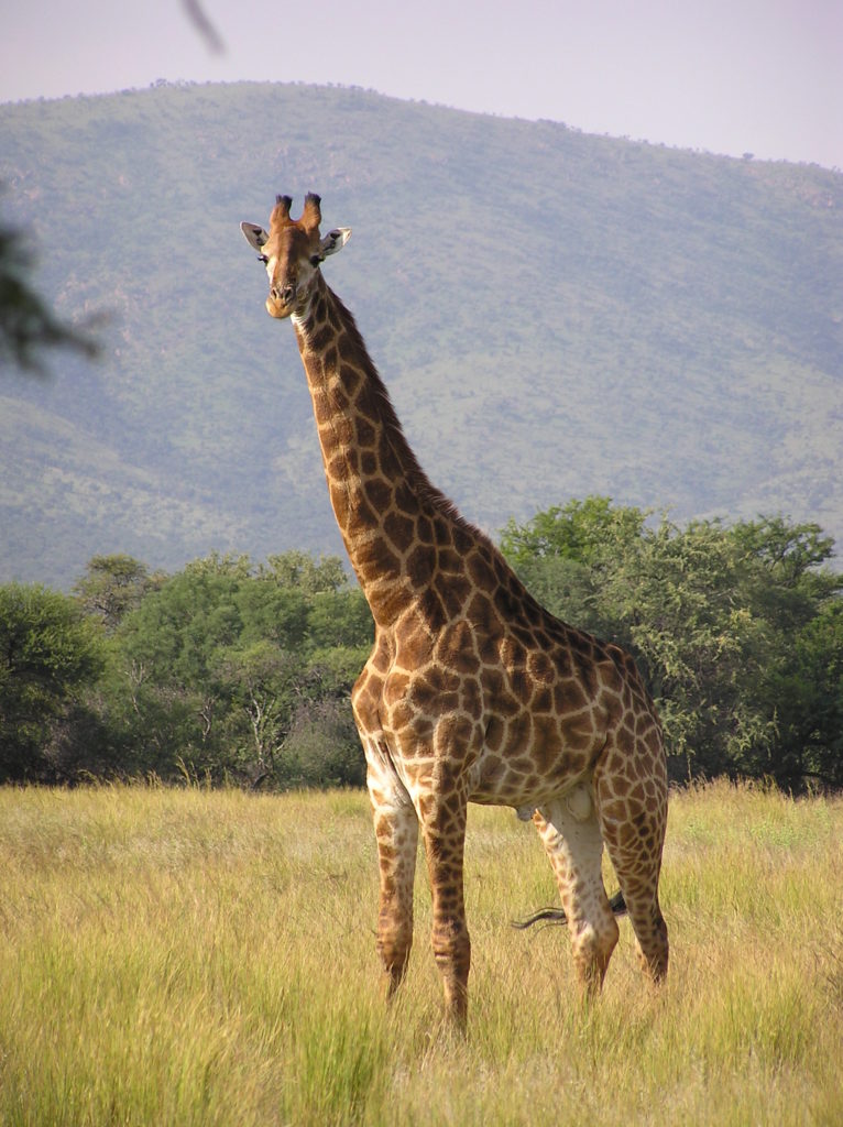 Giraffe standing in an open field