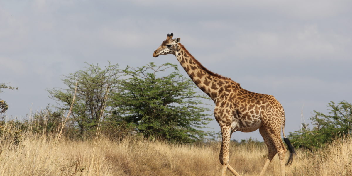 Giraffe roaming in the safari