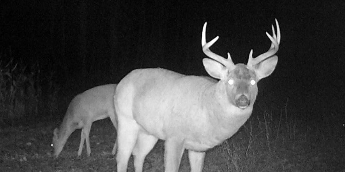 Whitetail deer buck looking at camera with whitetail deer doe behind it eating corn. image is taken at night.