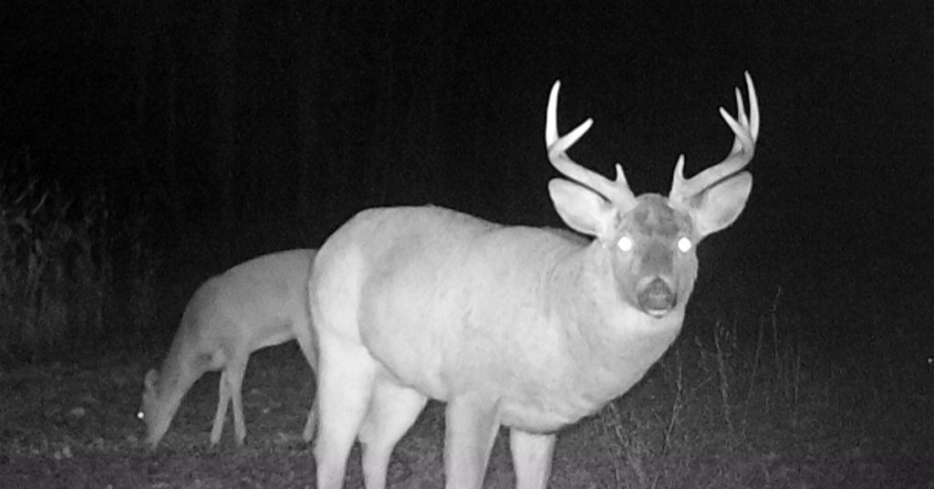 Whitetail deer buck looking at camera with whitetail deer doe behind it eating corn. image is taken at night. 