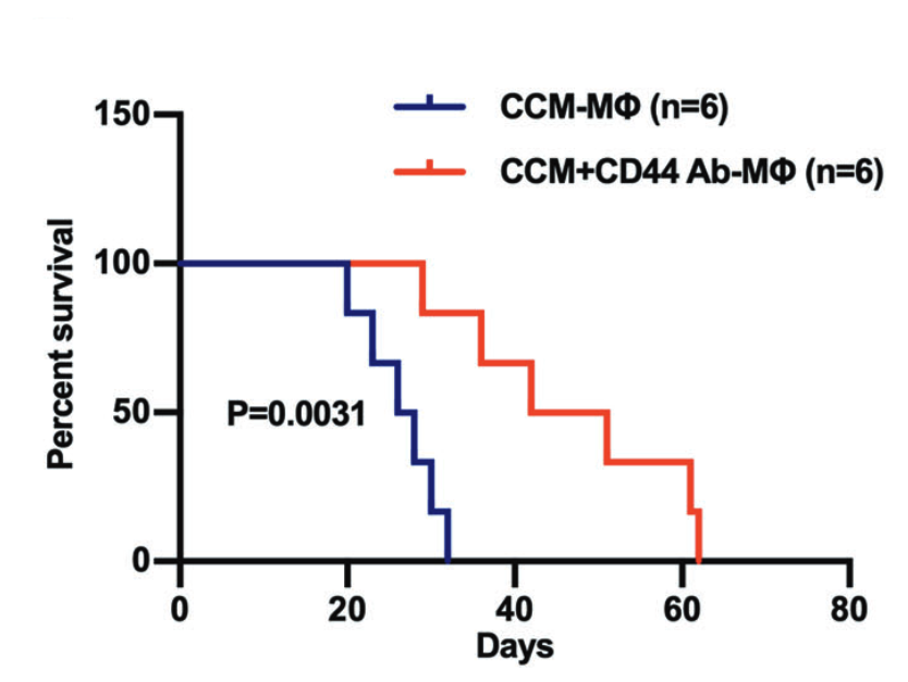 Graph showing efficacy of anti-CD44 therapy in mice