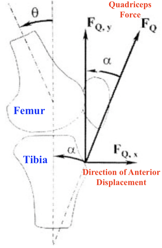 The quadriceps force has a component in the x-direction that creates anterior displacement.