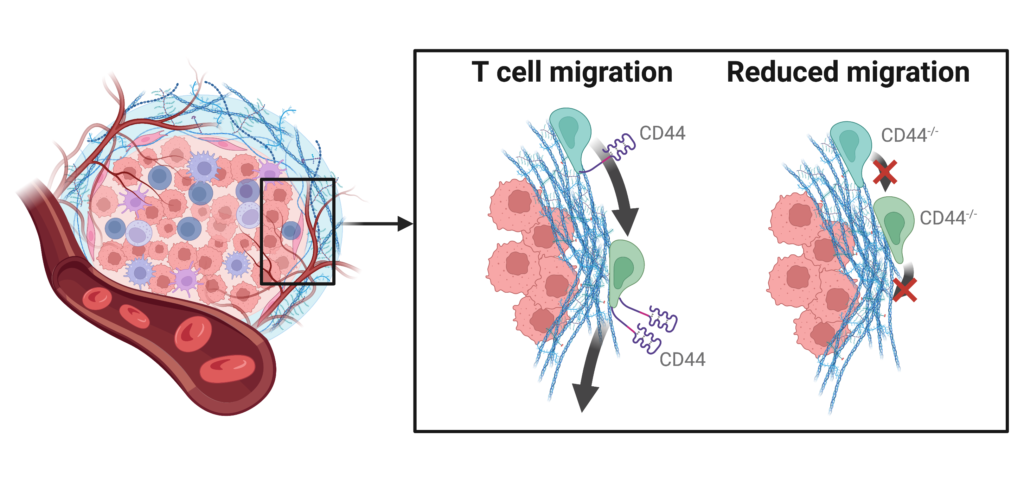 Schematic showing a reduction in T cell migration when CD44 is genetically removed