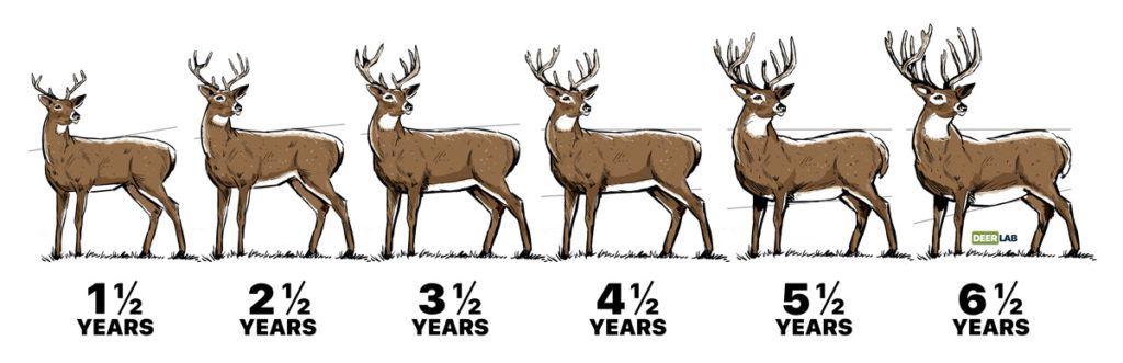 Depiction of deer antler growth from age 1 to 6. Main characteristics of the antler stay the same throughout the deer's life, but as it ages the antlers will fill out more and become larger.