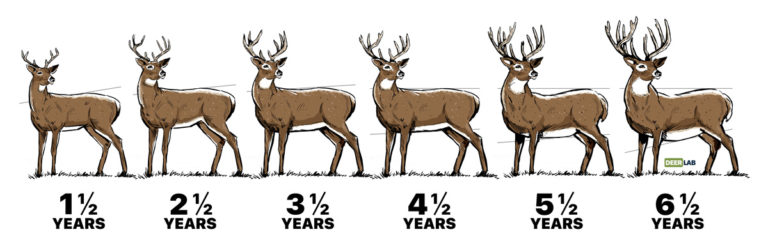 deer-science-what-s-changing-my-antlers-and-why-are-they-important-to