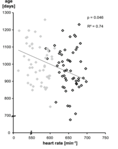 Graph showing the inverse correlation of heart rate and life span of mice from the experiments of Gent et al.