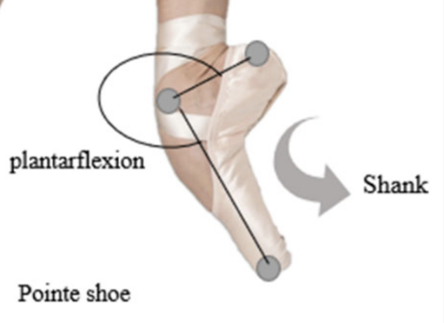 Dancer's foot in pointe shoe with toes vertically towards the ground, with shank (arch-side of shoe) labeled. 