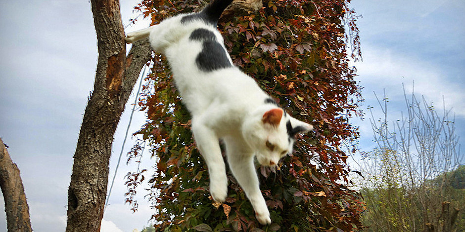 Avoiding Cat-astrophe: How do Cats Land their Crazy Jumps?