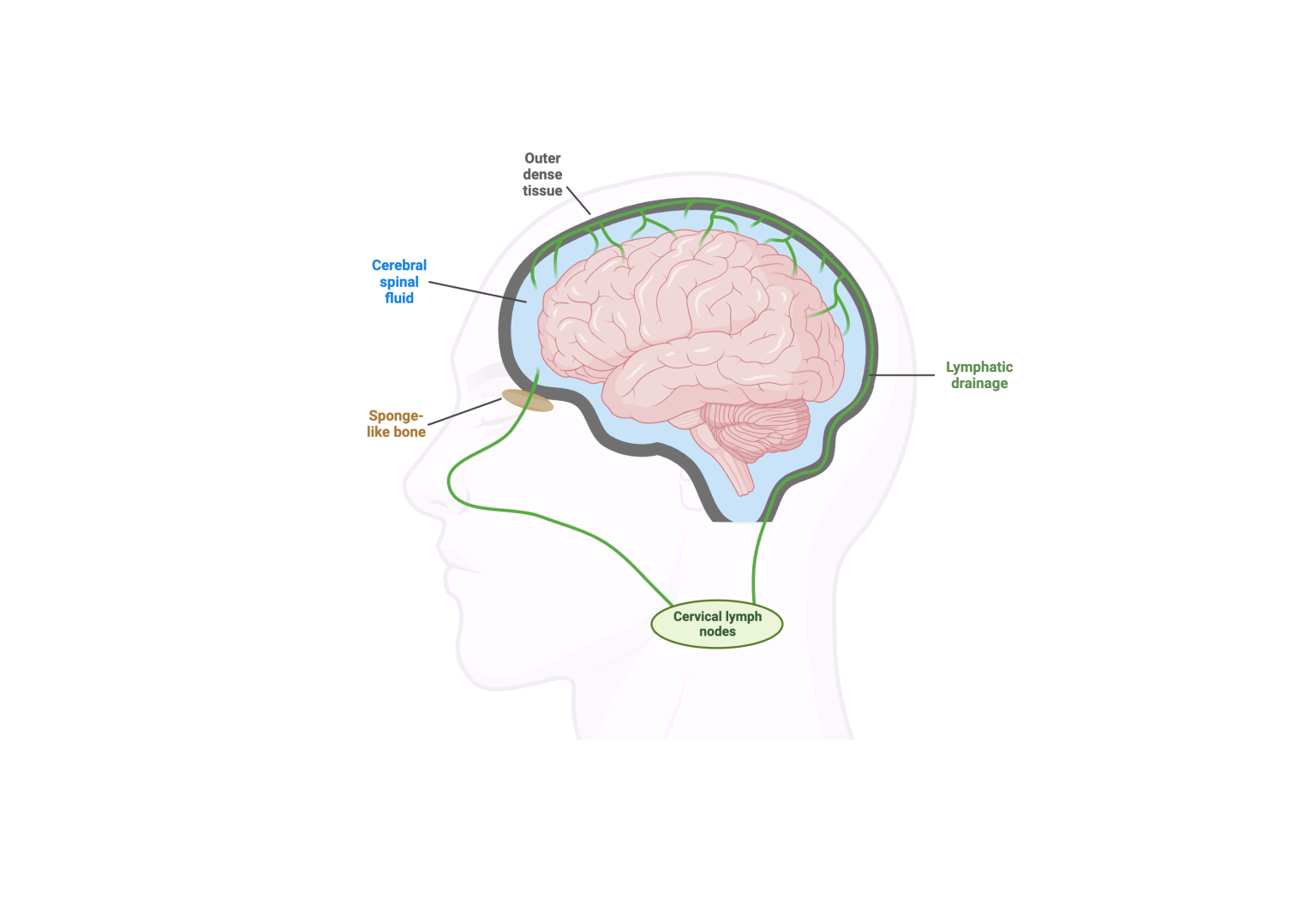 How Your Brain Gets Rid of Junk By Force! | Biomechanics in the Wild