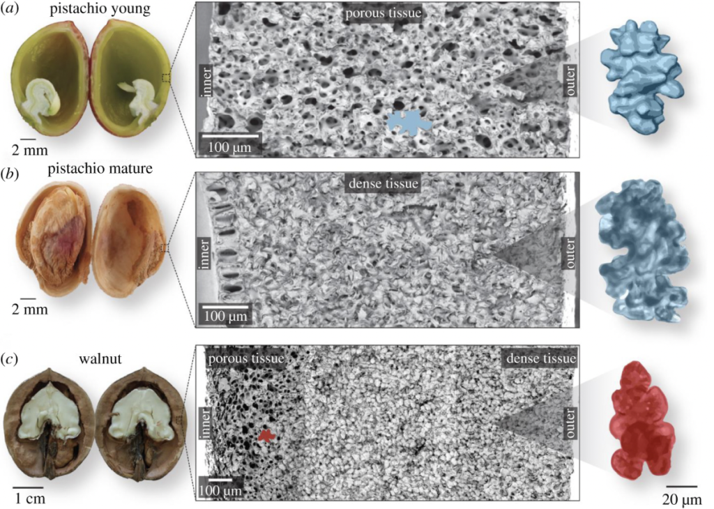 The Microstructure of Young Pistachios, Mature Pistachios, and Walnuts
