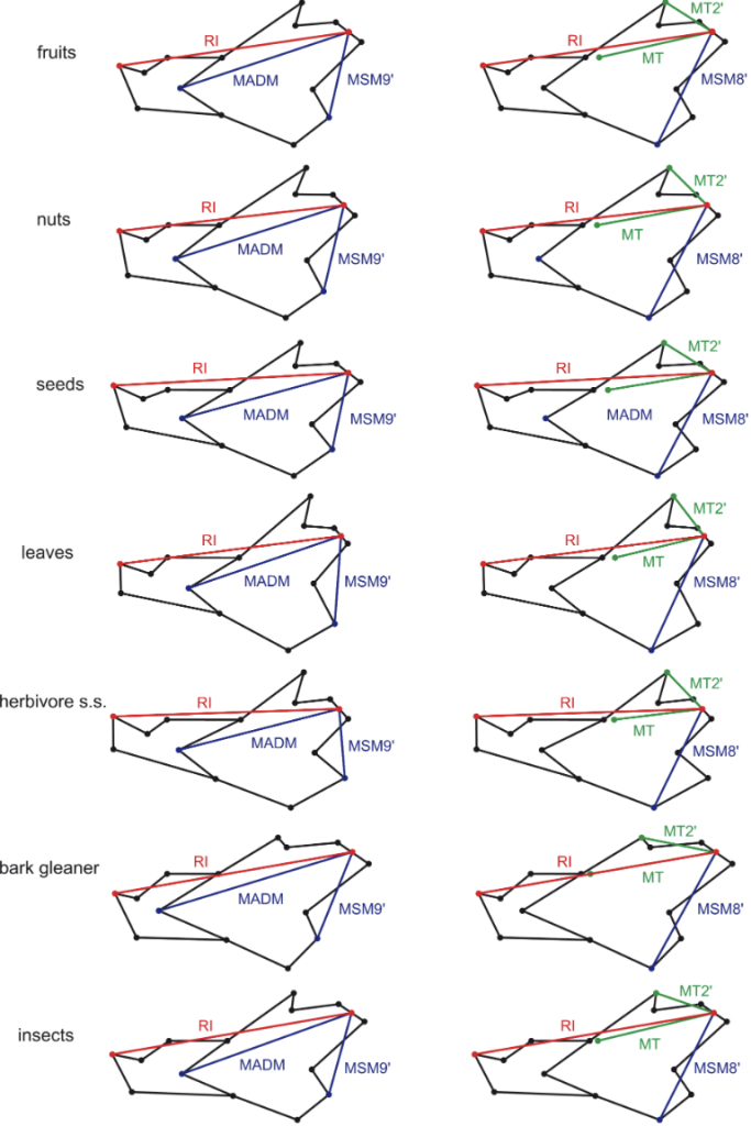 Moment and Resistant Arm Diagrams for Squirrel Jaws of Different Food-Group Species