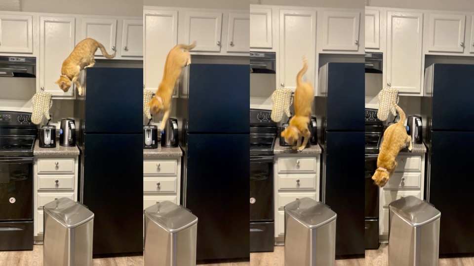 Four panels showing the sequence of an American shorthair domestic cat jumping from the top of a fridge to a counter. The cat's body stretches long while in the air and curls up after contacting the counter. 