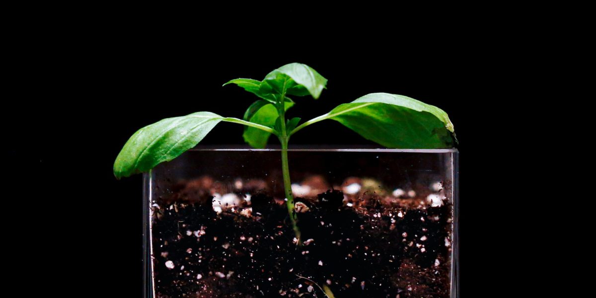 How do Plants sense Gravity?
