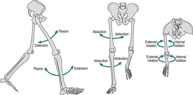 
skeletal diagram of how the hip and knee joints move
